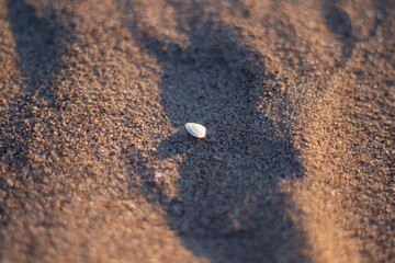 Sea shell in the sand
