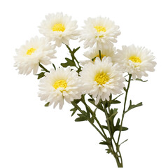 One branch of chrysanthemum with white flowers on a white background