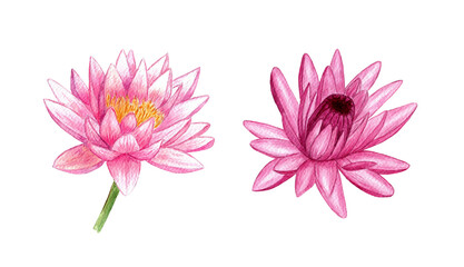 Watercolor pink water lilies. Botanical illustrations isolated on white background.