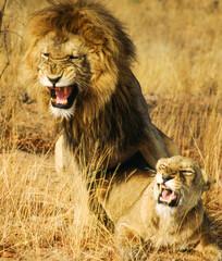 Largest predator cats of the African savannah Lions