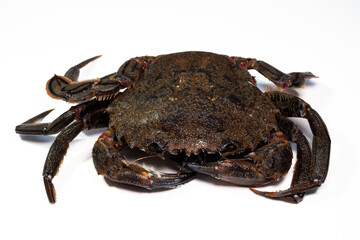 fresh galician velvet swimming crab (Necora puber) from Galicia (northern Spain) on white background