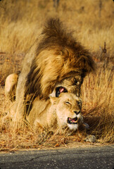 Largest predator cats of the African savannah Lions