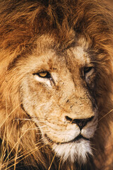 Largest predator cats of the African savannah Lions