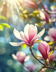 Gardinen Blooming magnolia tree in the spring sun rays. Selective focus © Marko