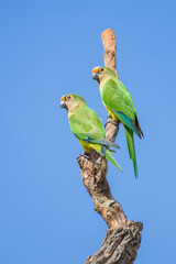 Brazilian Savannah Bird / The birds of Brazil are very beautiful and have many colors.