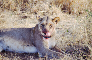 Largest predator cats of the African savannah Lions
