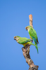 Brazilian Savannah Bird / The birds of Brazil are very beautiful and have many colors.