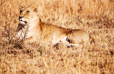 Largest predator cats of the African savannah Lions