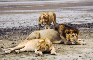 Largest predator cats of the African savannah Lions
