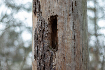 Close up view of pine tree stump with holes