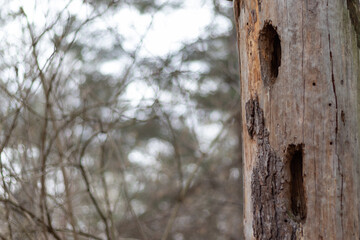 Close up view of pine tree stump with holes