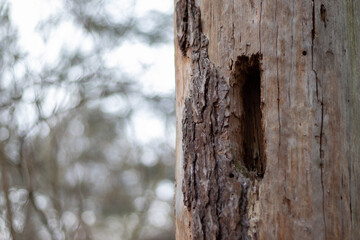 Close up view of pine tree stump with holes