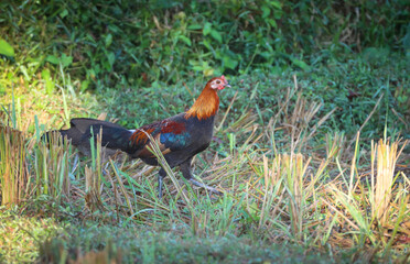 red jungle fowl on paddy field.this photo was taken from Chittagong,Bangladesh.