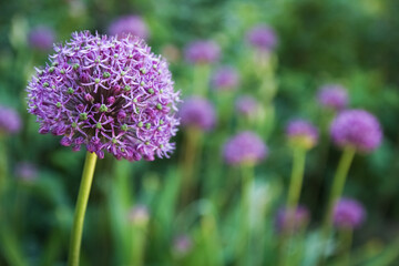 A Beautiful flowers in the park on nature background