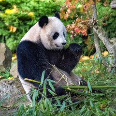 Obraz premium A giant panda eating bamboo 