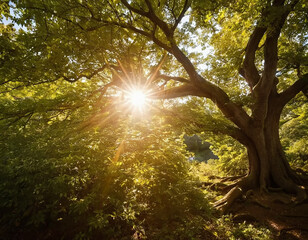 Sun rays gently filter through the dense foliage of a forest, creating a mesmerizing display of light and shadow. The lush green leaves of the trees are illuminated by the golden sunlight