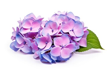 Hydrangea Macrophylla in Violet and Blue