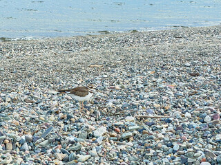 Killdeer bird in natural habitat lake