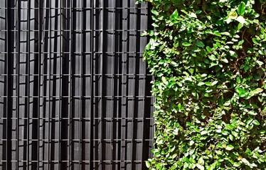 Obraz premium Metallic grid on metal surface and creeping fig plant