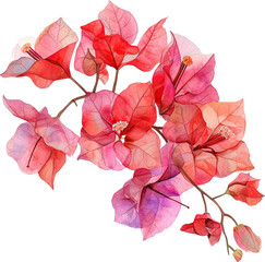 bougainvillea, watercolor flowers, watercolor illustration