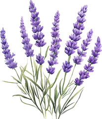 Naklejka premium lavender, watercolor flowers, watercolor illustration