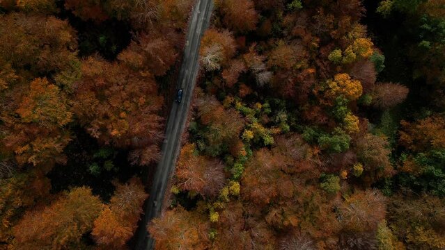 Vista a&eacute;rea carretera cruzando un bosque
