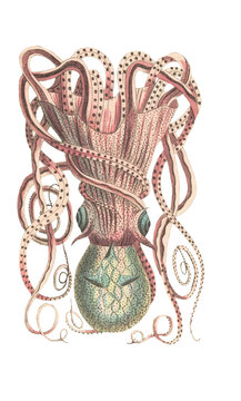 Octopus botanical illustration - Aqua series 