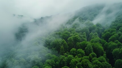 Misty beech forest on the mountain slope in a nature reserve.