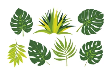 Wandaufkleber Monstera Summer palm leaf vector green plant, exotic nature set isolated on white background.