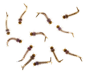 Larves de moustiques	