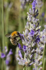 Bourdon des champs sur une fleur de lavande	