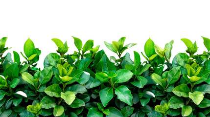 Fototapeta na wymiar Close Up of a Vibrant Green Bush
