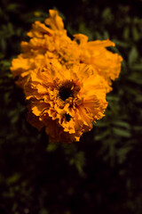 Yellow carnation flower