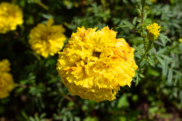 yellow carnations flowers in the garden