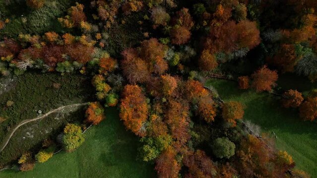 Vista aérea sobrevolando árboles en otoño