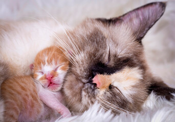 Cute kitten cat and mother cat