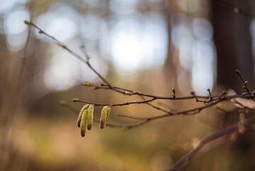 Male catkins on probably Hazel branch in the end of winter in Latvia