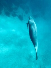 Obraz premium manatee