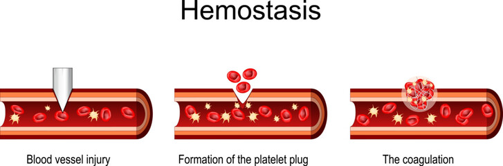Hemostasis. Cross section of a Blood Vessel. wound healing