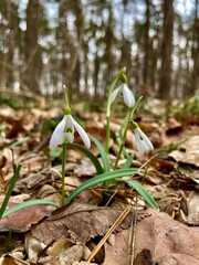 snowdrop in the snow