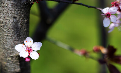 blossom spring cherry, peach trees in park or garden.small little flowers on branches against...