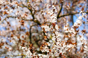 blossom spring cherry, peach trees in park or garden.small little flowers on branches against sky.sun is shining through.one flower attached by trunk.easter is coming