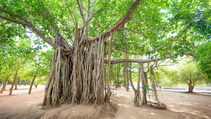 A huge Banyan tree in a park, Kandy, Sri Lanka