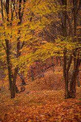 Picturesque autumn landscape far in the wilderness. Vast multicolored forest in sunny weather