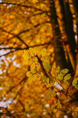 Picturesque autumn landscape far in the wilderness. Vast multicolored forest in sunny weather