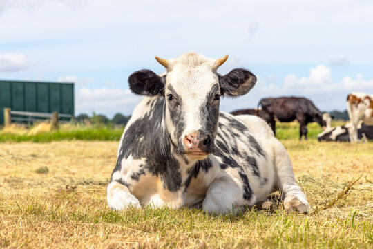 Beef cow lying, ruminating belgian blue, horned, in a parched field, looking cute and happy