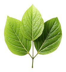 Obraz premium green leaf isolated on transparent background, generative ai