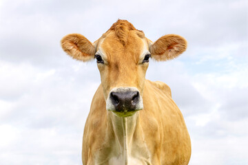 Jersey cow, headshot, black nose brown coat, looking at camera, blue cloudy sky