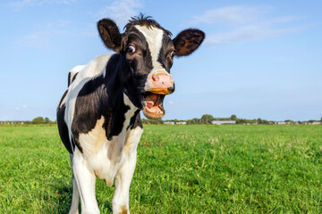 Funny screaming cow, showing gums, teeth and tongue