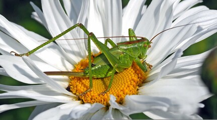 The grasshopper landed among the flowers